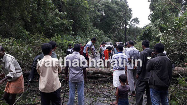 ಕಡಬ : ಮರ ಬಿದ್ದು ರಸ್ತೆ ತಡೆ